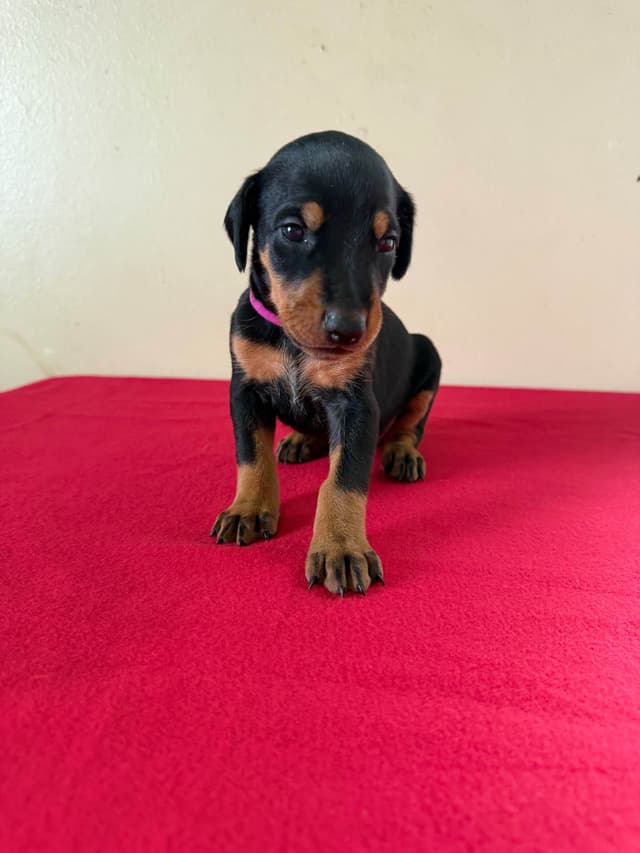 Doberman Pinscher Puppies media 9