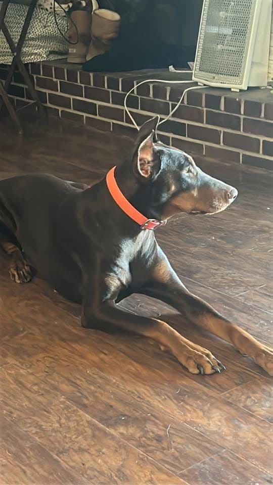 Doberman Pinscher Puppies breeder image 2