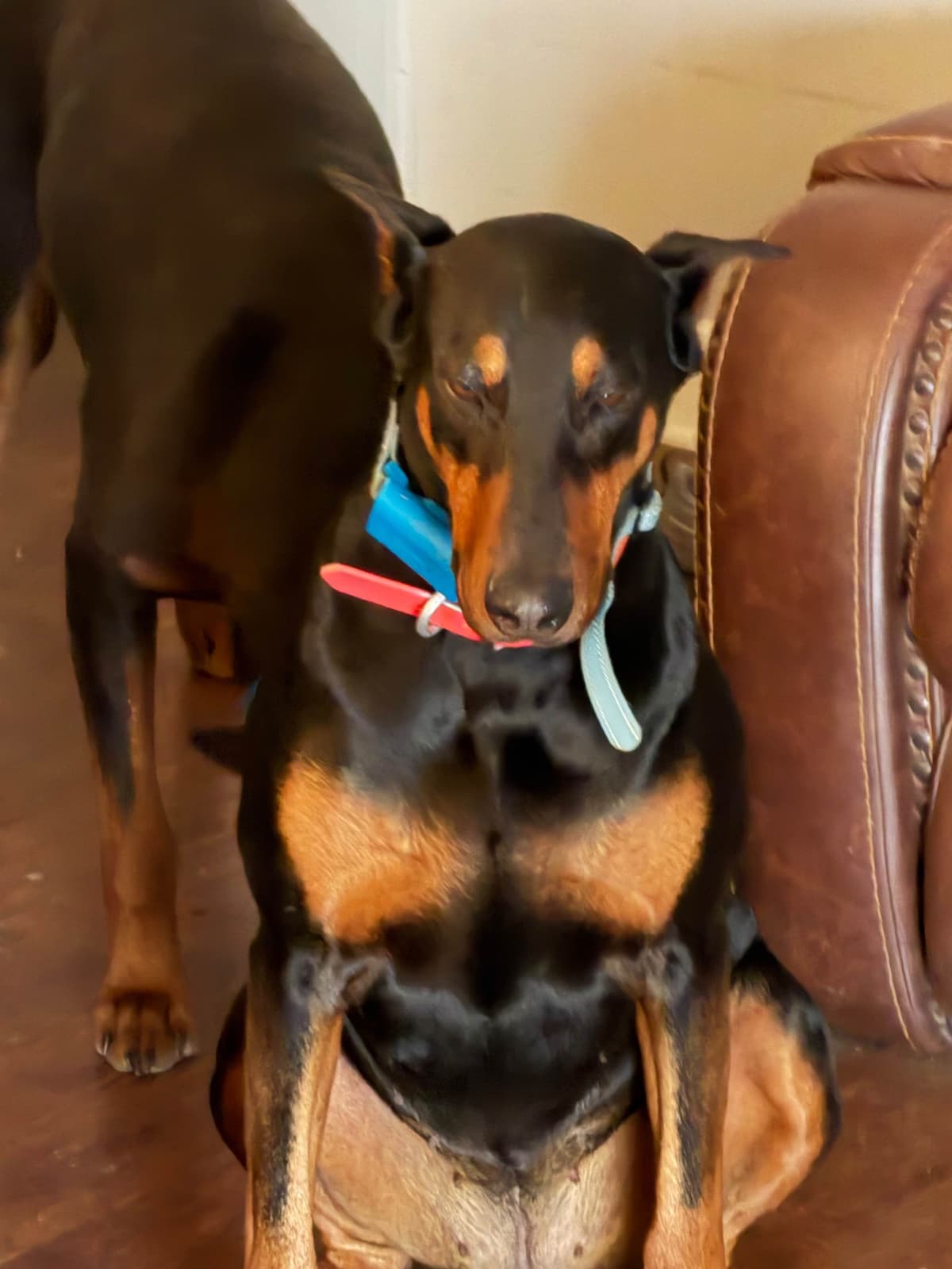 Doberman Pinscher Puppies breeder image 3