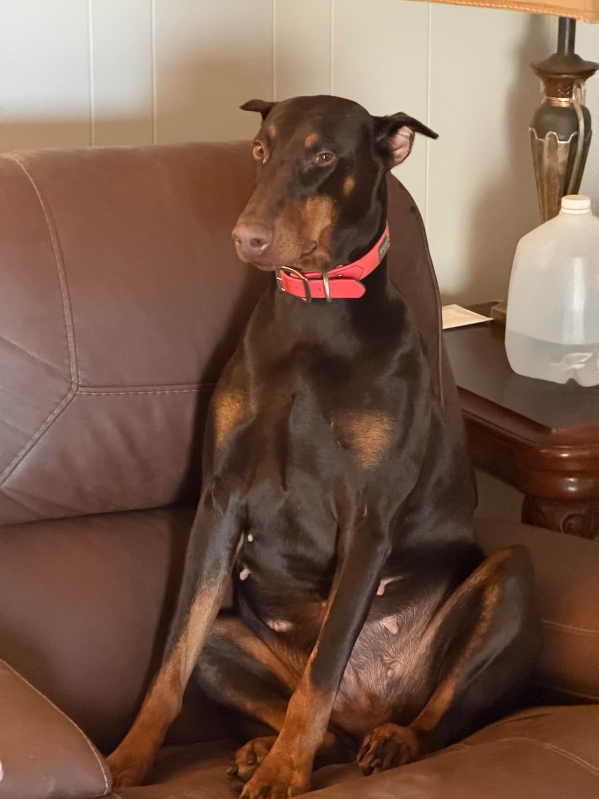 Doberman Pinscher Puppies breeder image 1