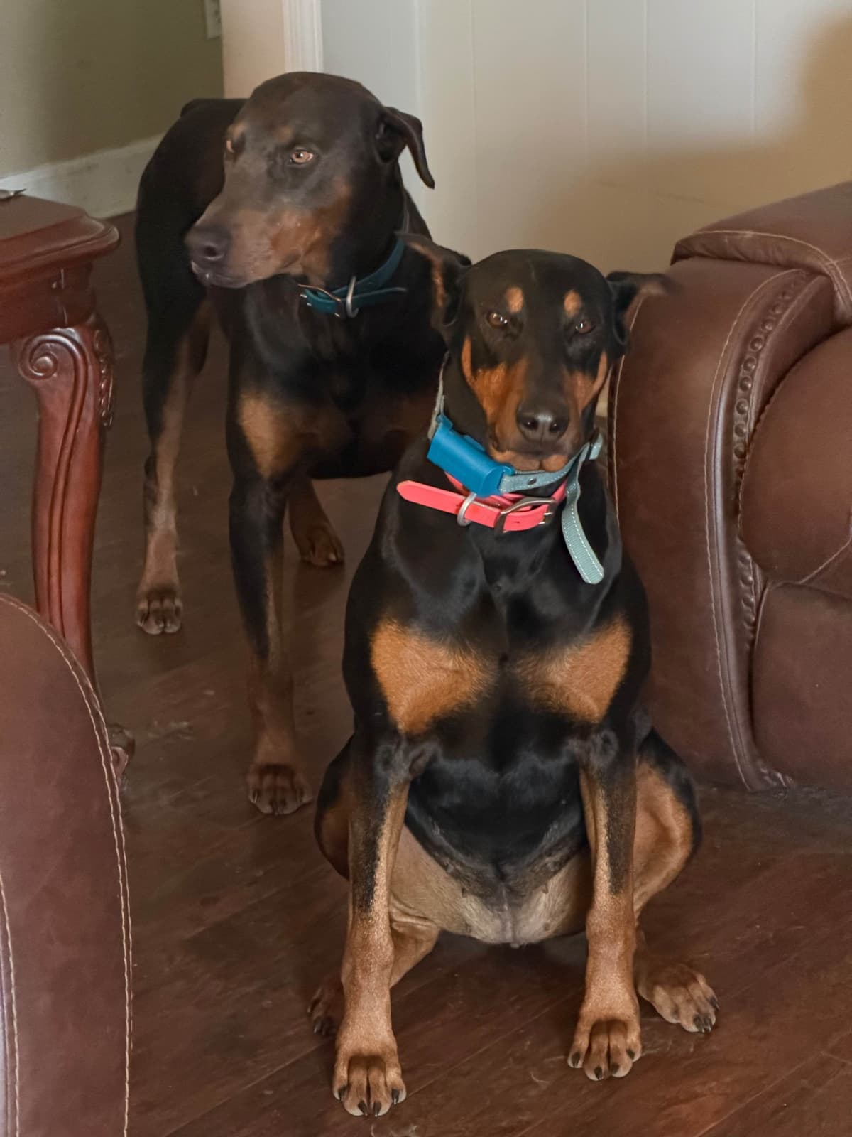 Doberman Pinscher Puppies breeder image 6