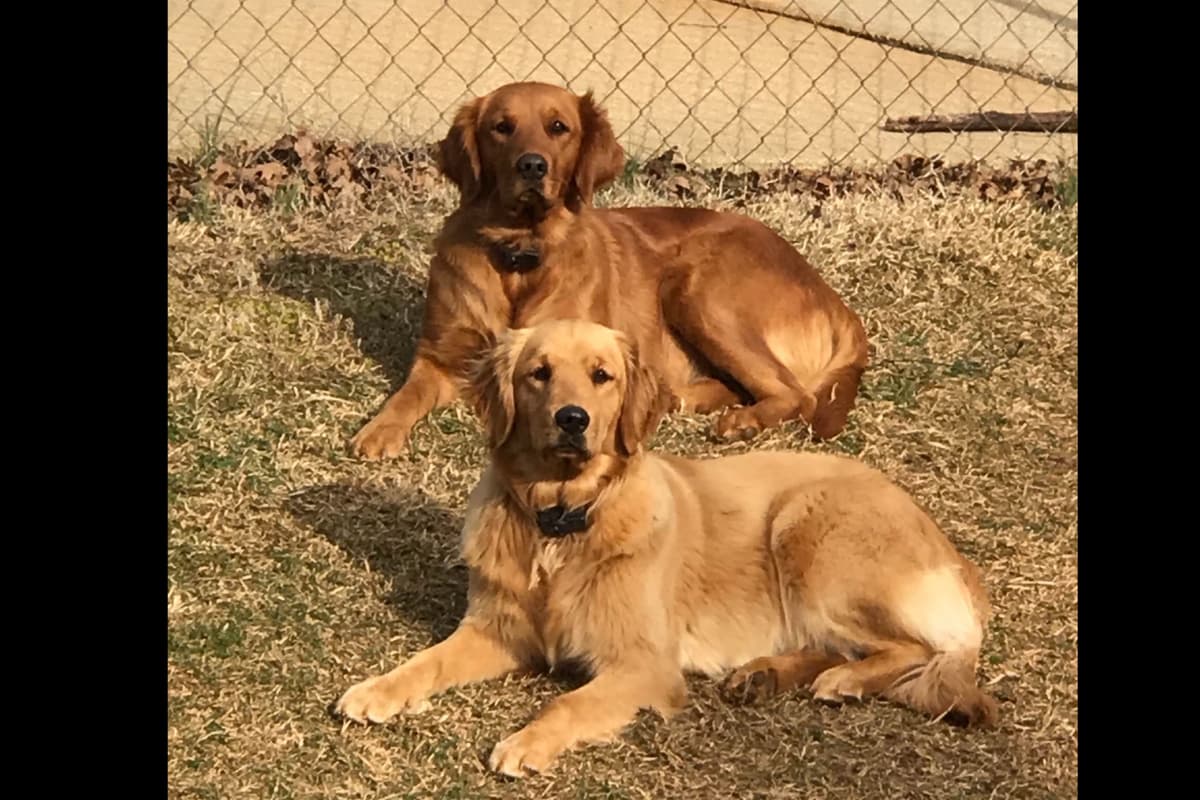 Golden Retriever Puppies breeder image 1