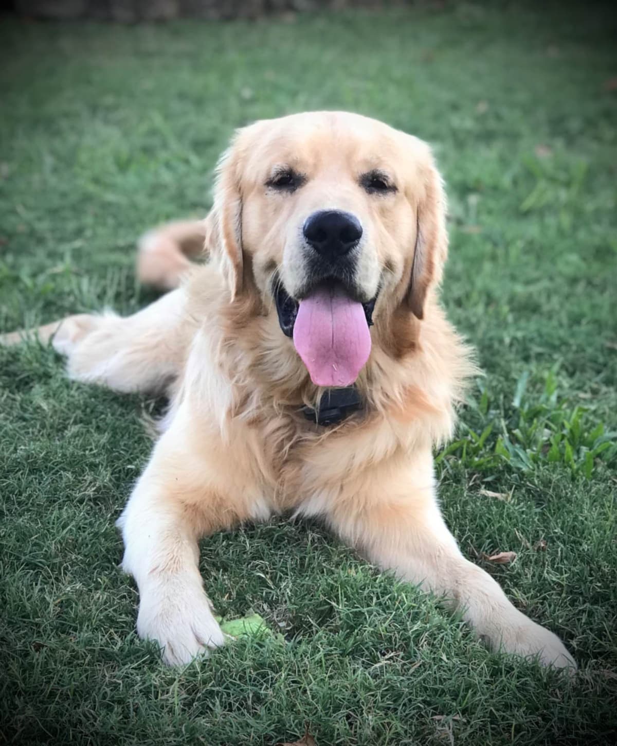 Golden Retriever Puppies breeder image 2