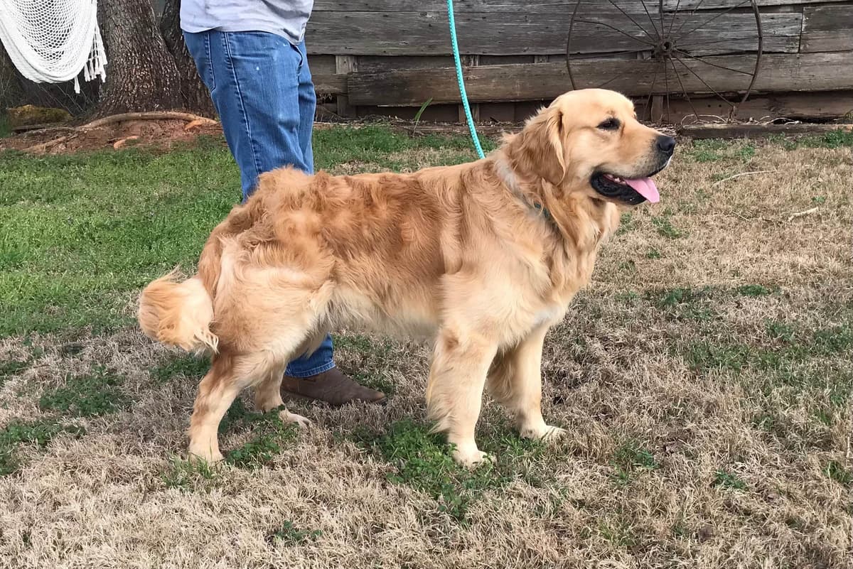 Golden Retriever Puppies breeder image 3