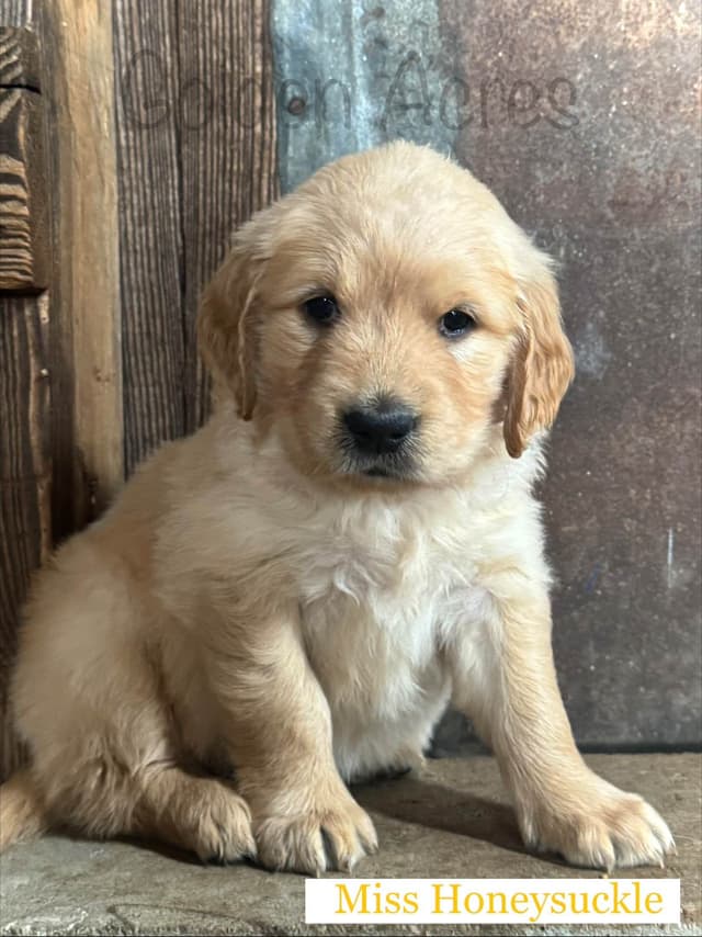 Golden Retriever Puppies media 2