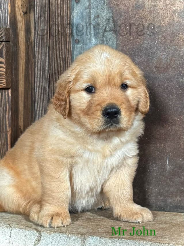 Golden Retriever Puppies media 3