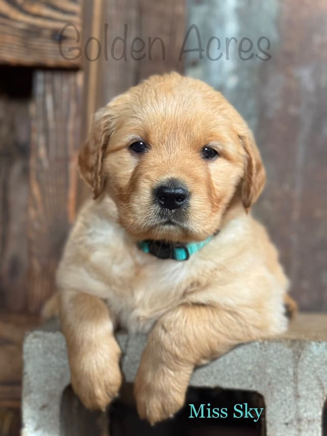 Golden Retriever Puppies media 4