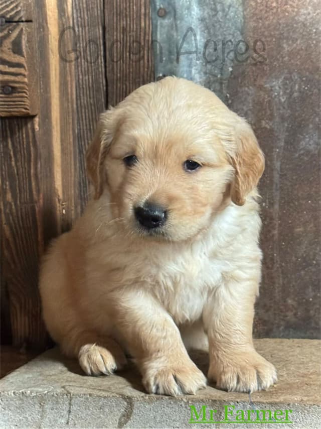Golden Retriever Puppies media 5