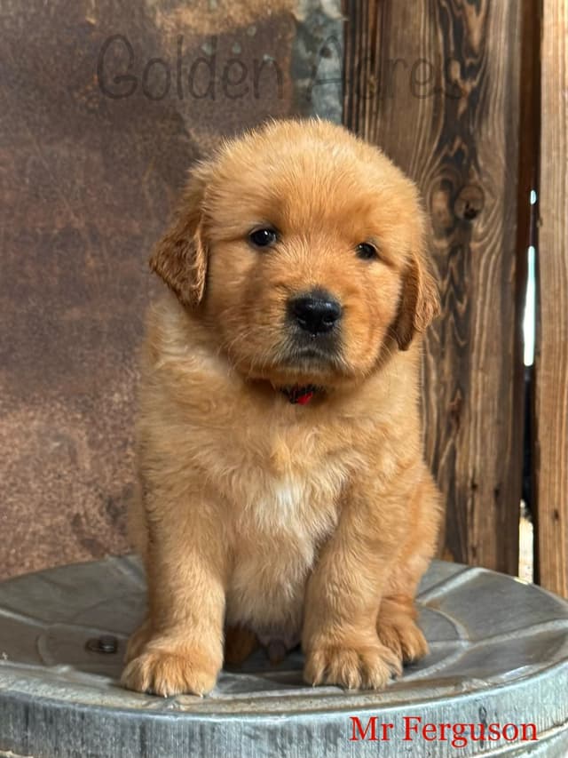 Golden Retriever Puppies media 7