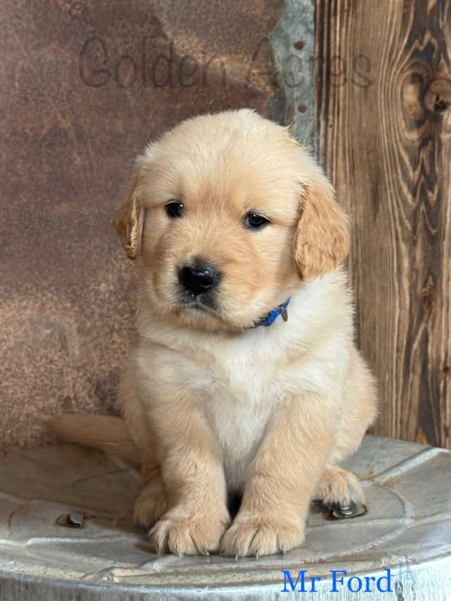 Golden Retriever Puppies media 6