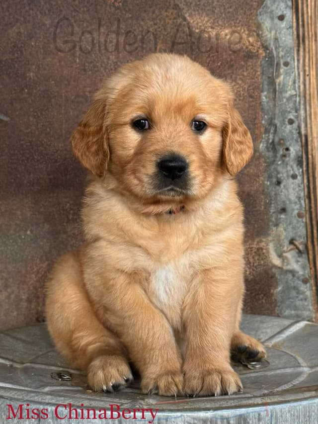 Golden Retriever Puppies media 9