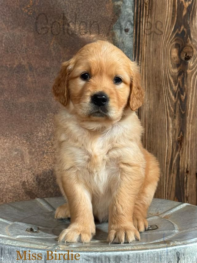 Golden Retriever Puppies media 8