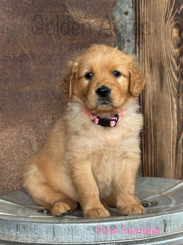 Golden Retriever Puppies media 11