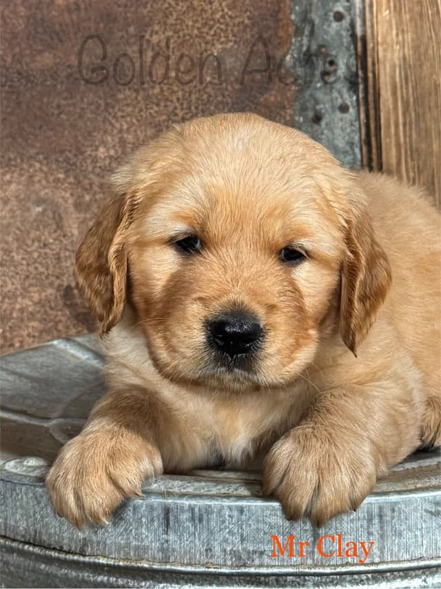 Golden Retriever Puppies media 10