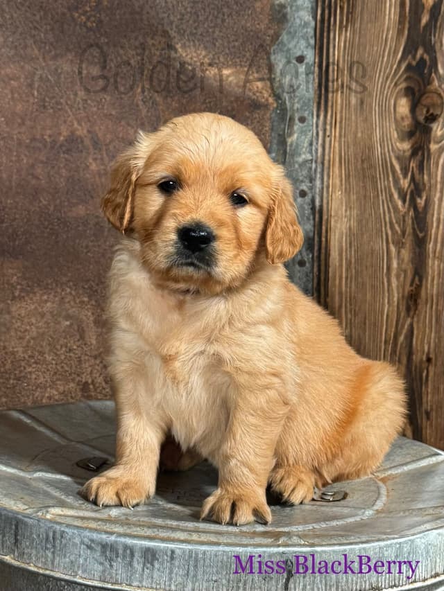 Golden Retriever Puppies media 12