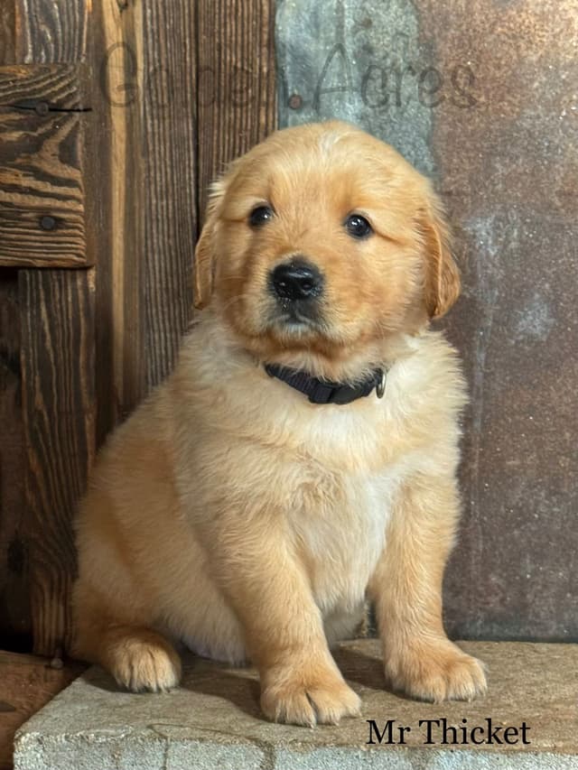 Golden Retriever Puppies media 13