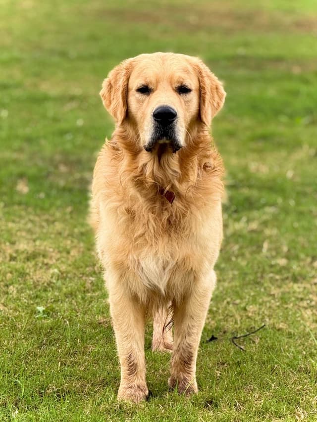 Golden Retriever Puppies media 14