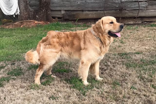 Golden Retriever Puppies media 15
