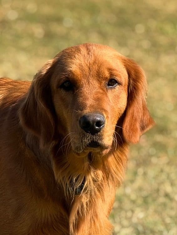 Golden Retriever Puppies media 16