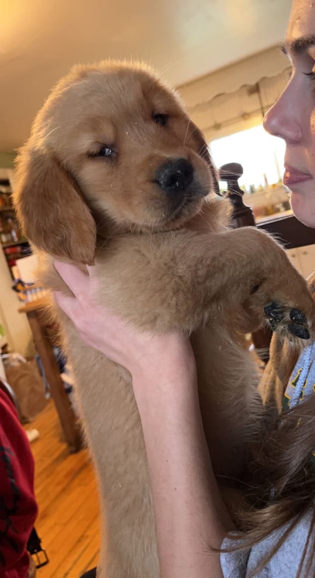 Golden Retriever Puppies media 2