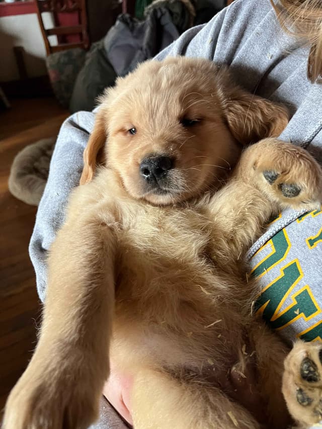 Golden Retriever Puppies media 3