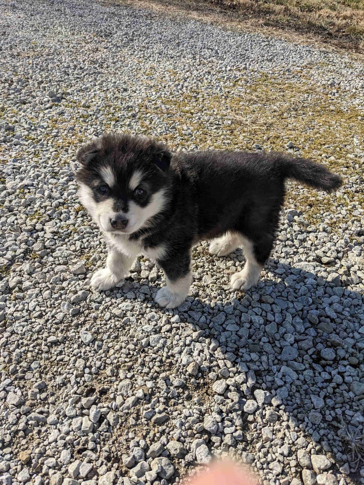 German Shepherd Dog Puppies breeder image 2