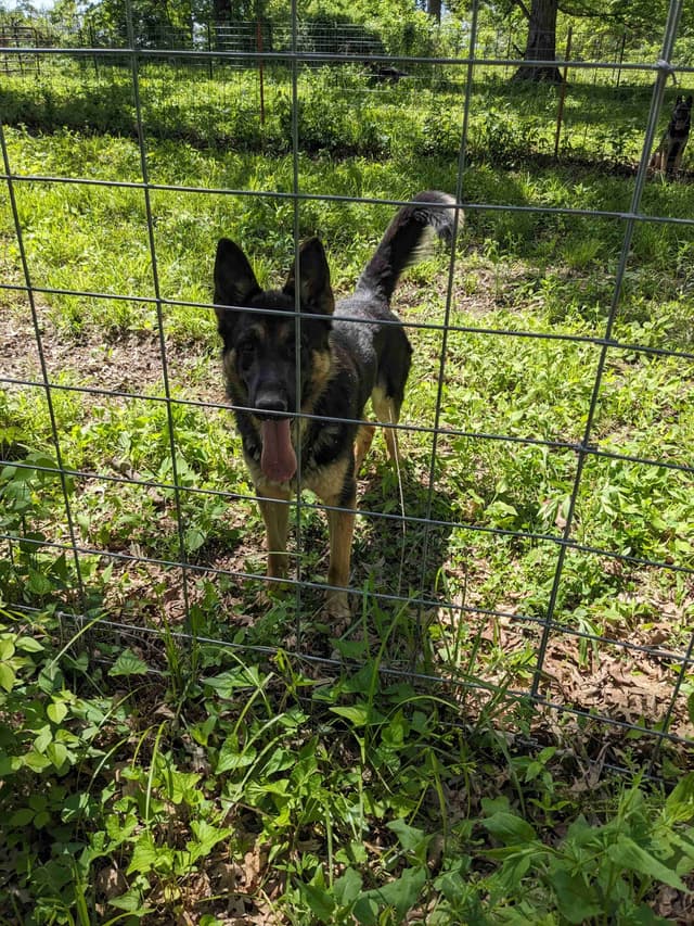 German Shepherd Dog Puppies media 2