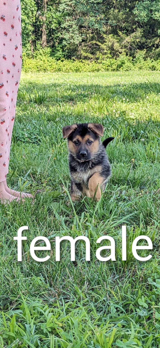 German Shepherd Dog Puppies media 3