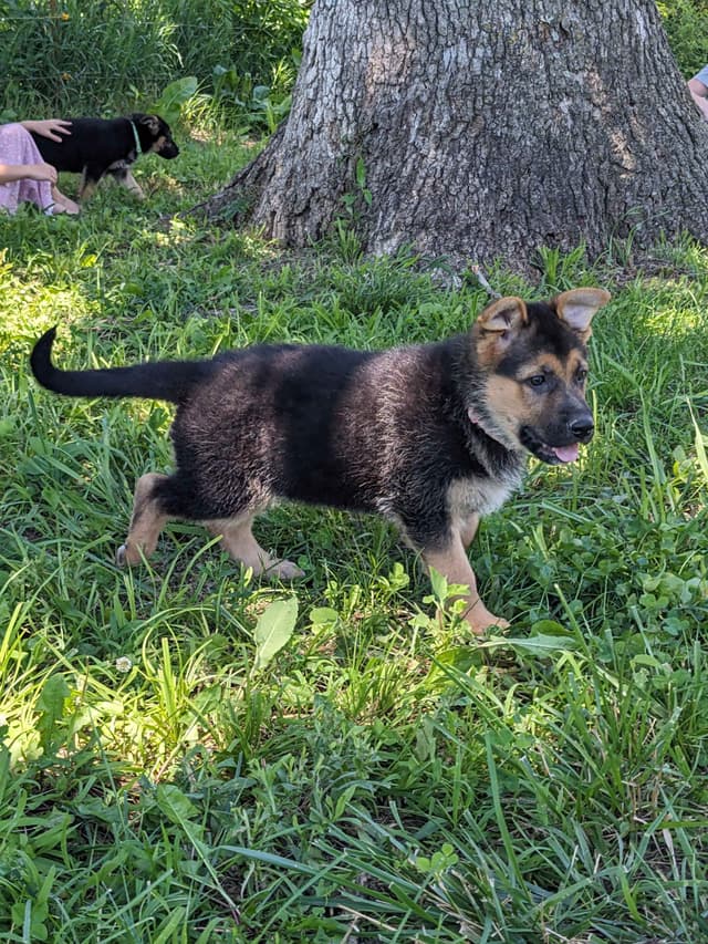 German Shepherd Dog Puppies media 4