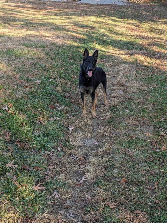 German Shepherd Dog Puppies media 8
