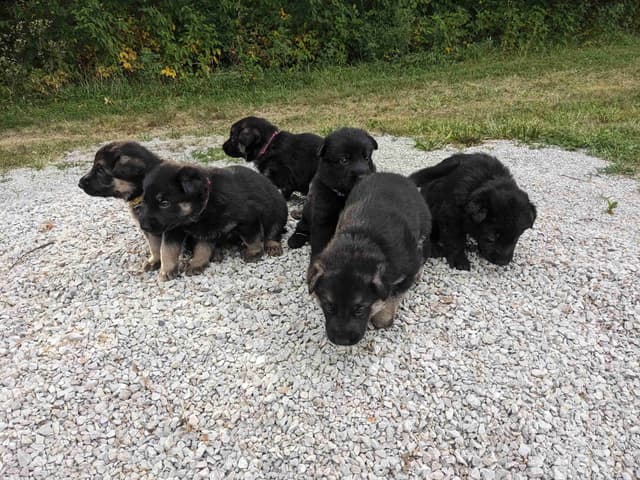 German Shepherd Dog Puppies media 2