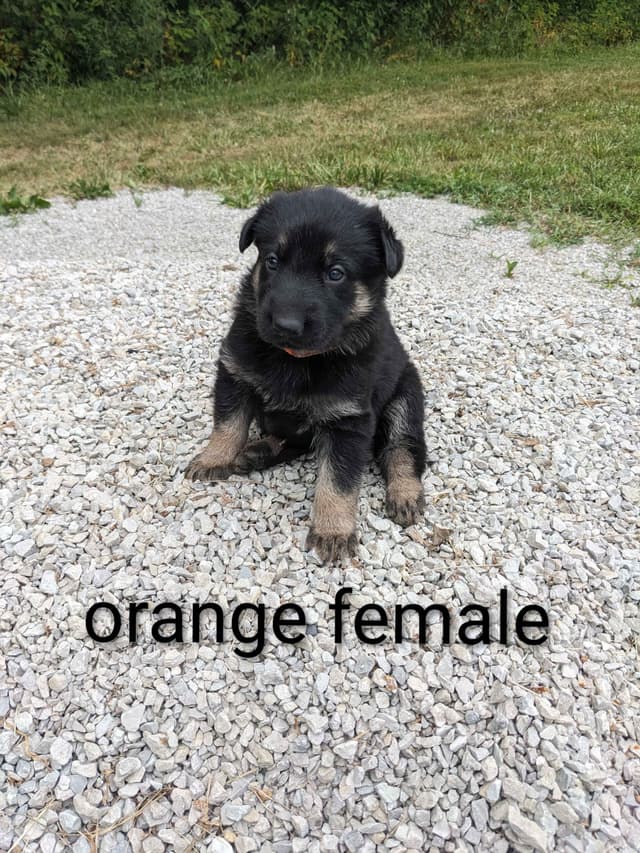 German Shepherd Dog Puppies media 4