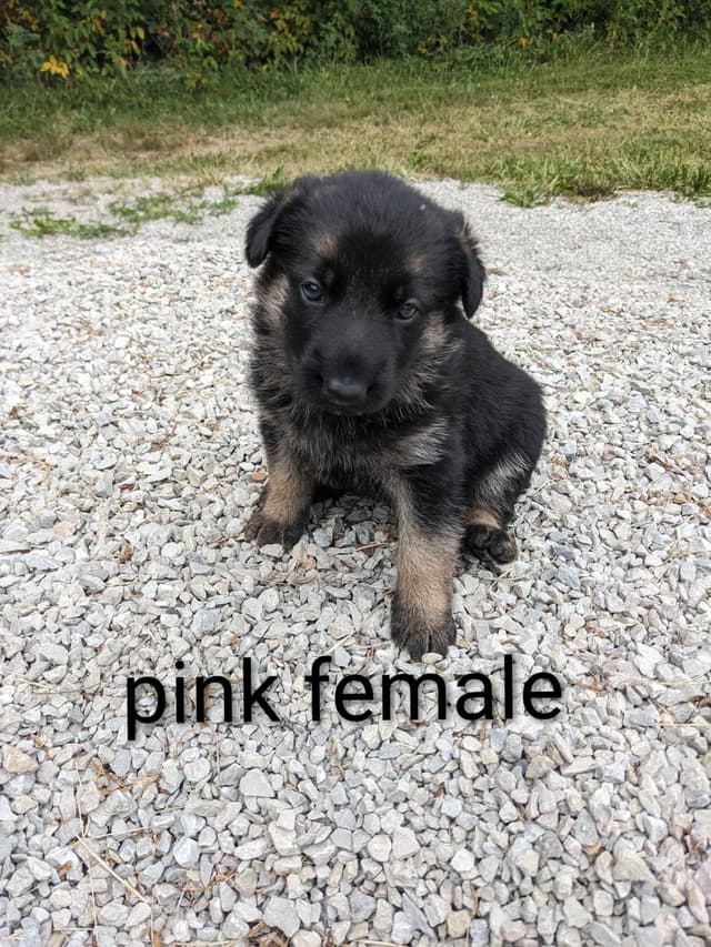 German Shepherd Dog Puppies media 5