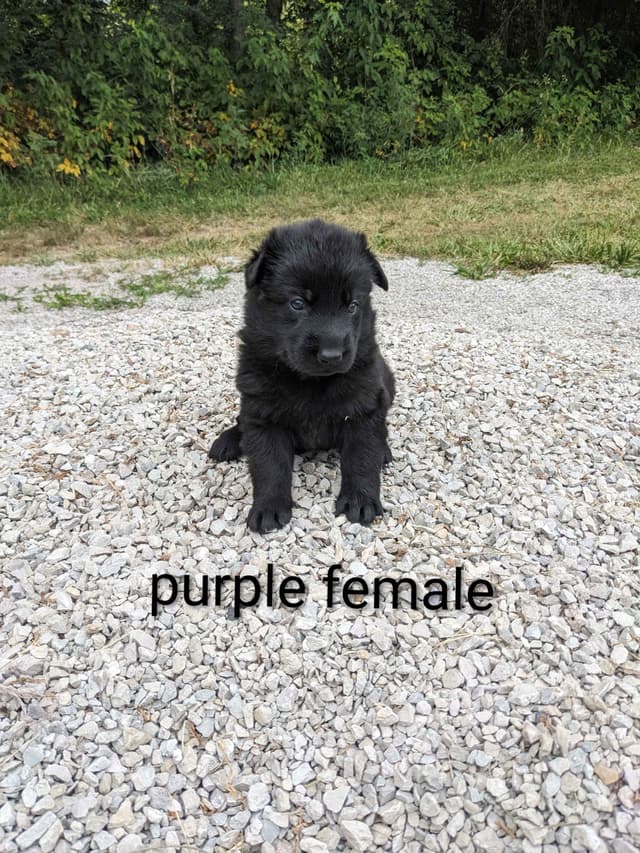 German Shepherd Dog Puppies media 6