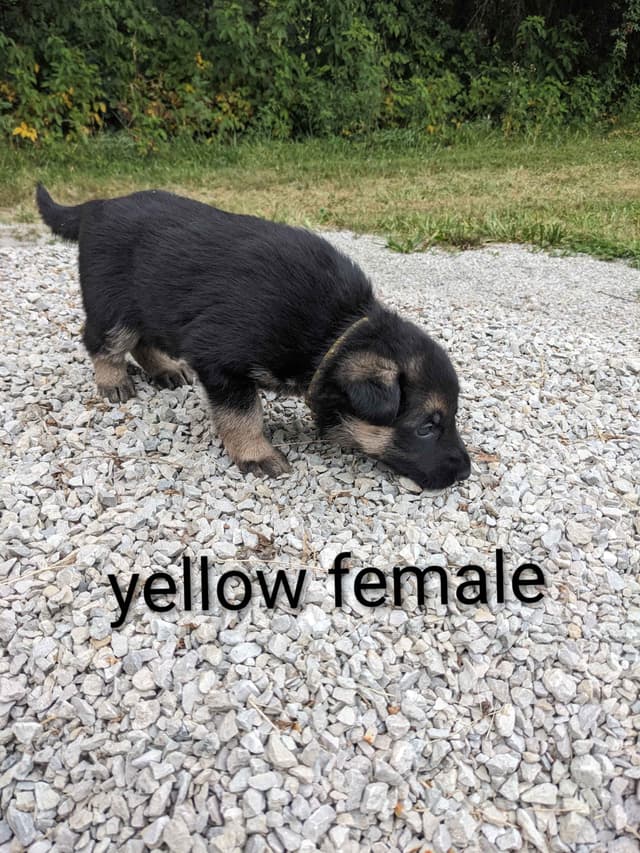 German Shepherd Dog Puppies media 7