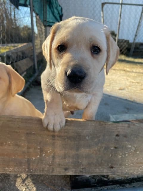 Labrador Retriever Puppies breeder image 1