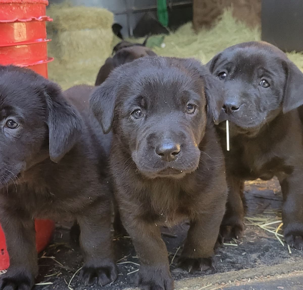 Labrador Retriever Puppies breeder image 2