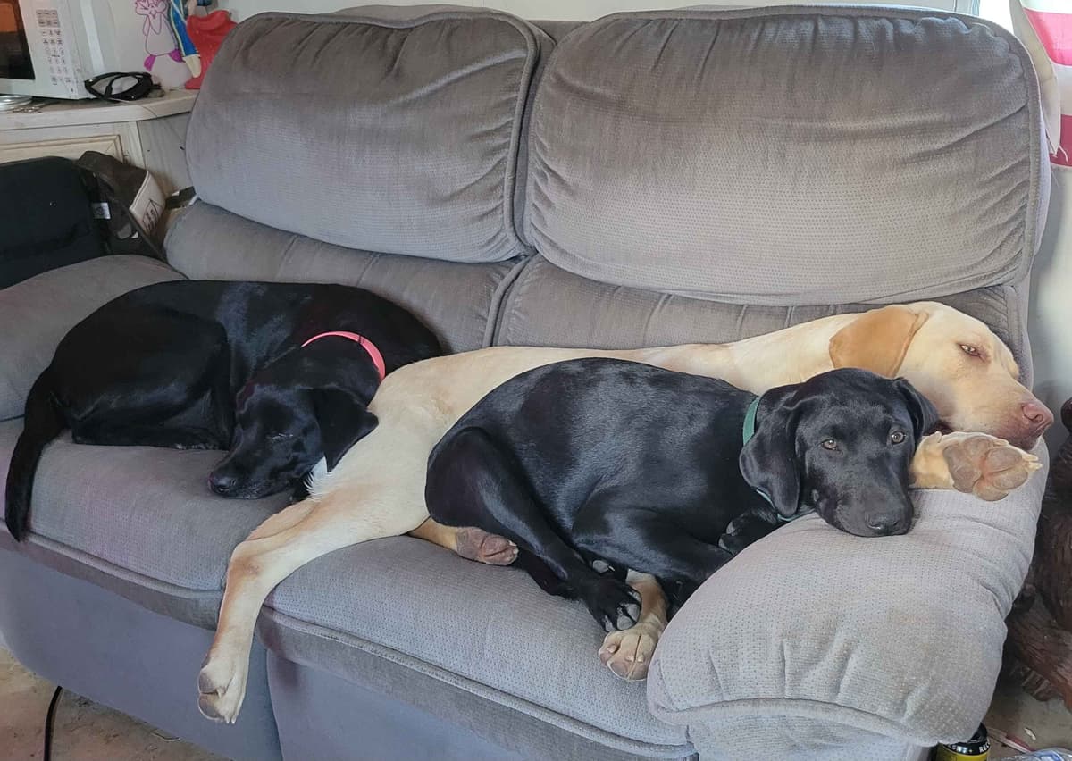 Labrador Retriever Puppies breeder image 4
