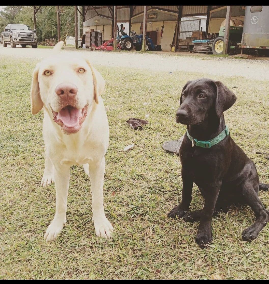 Labrador Retriever Puppies breeder image 6