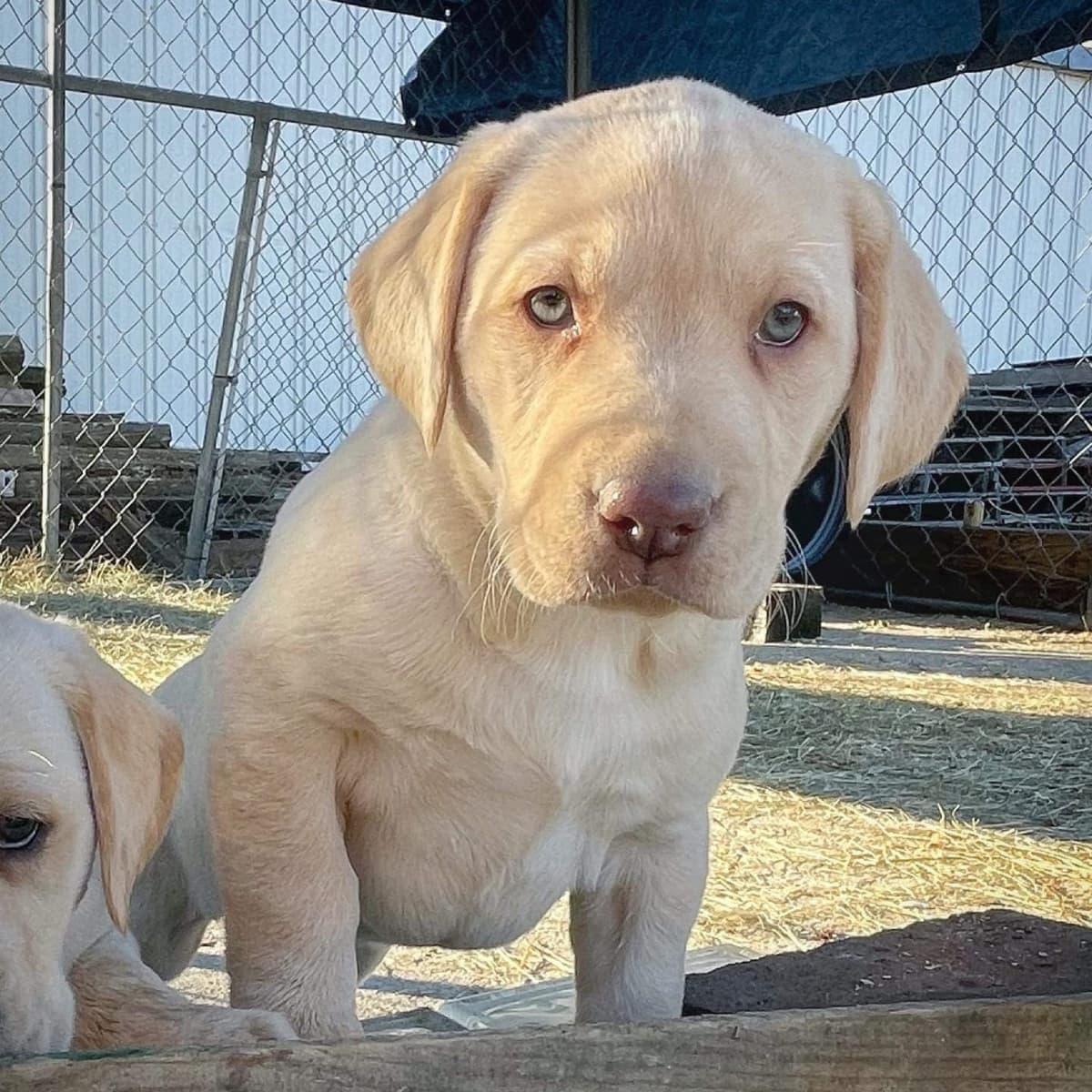 Labrador Retriever Puppies breeder image 7