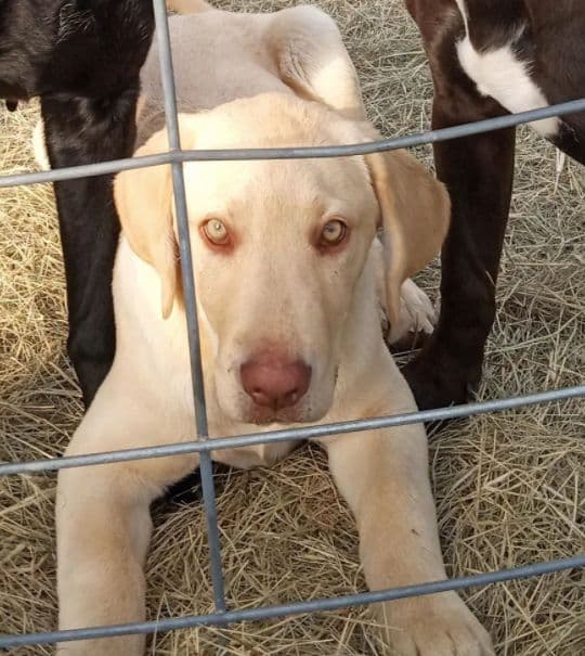 Labrador Retriever Puppies breeder image 8