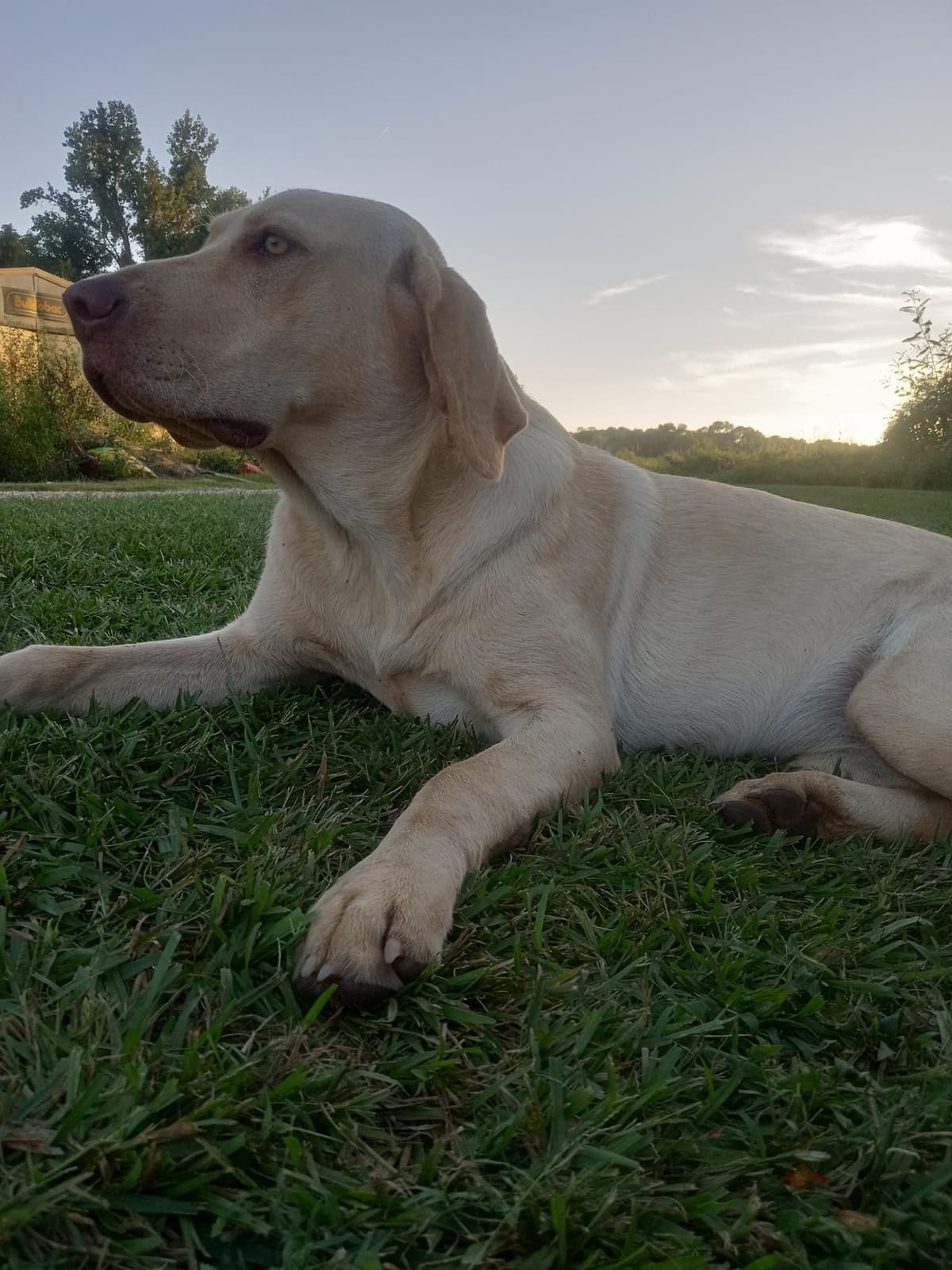 Labrador Retriever Puppies breeder image 9