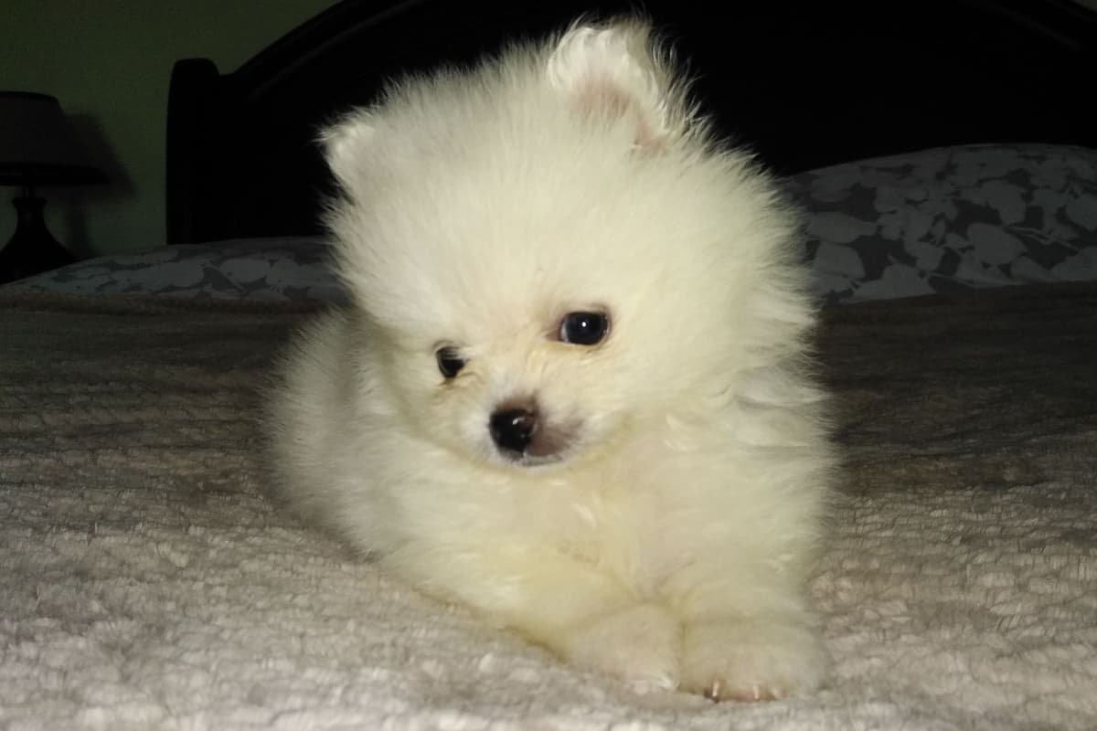 *** Stunning Pomeranian Puppies *** breeder image 3