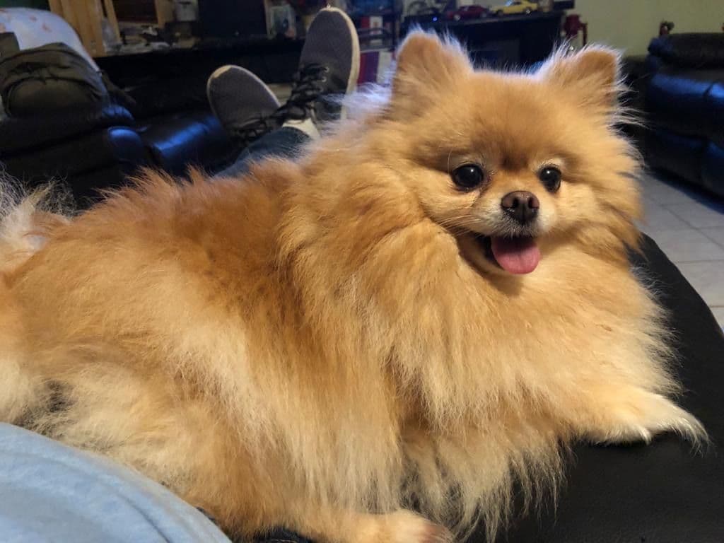 *** Stunning Pomeranian Puppies *** breeder image 5