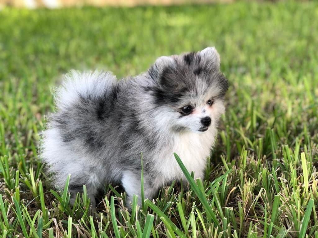 *** Stunning Pomeranian Puppies *** breeder image 2