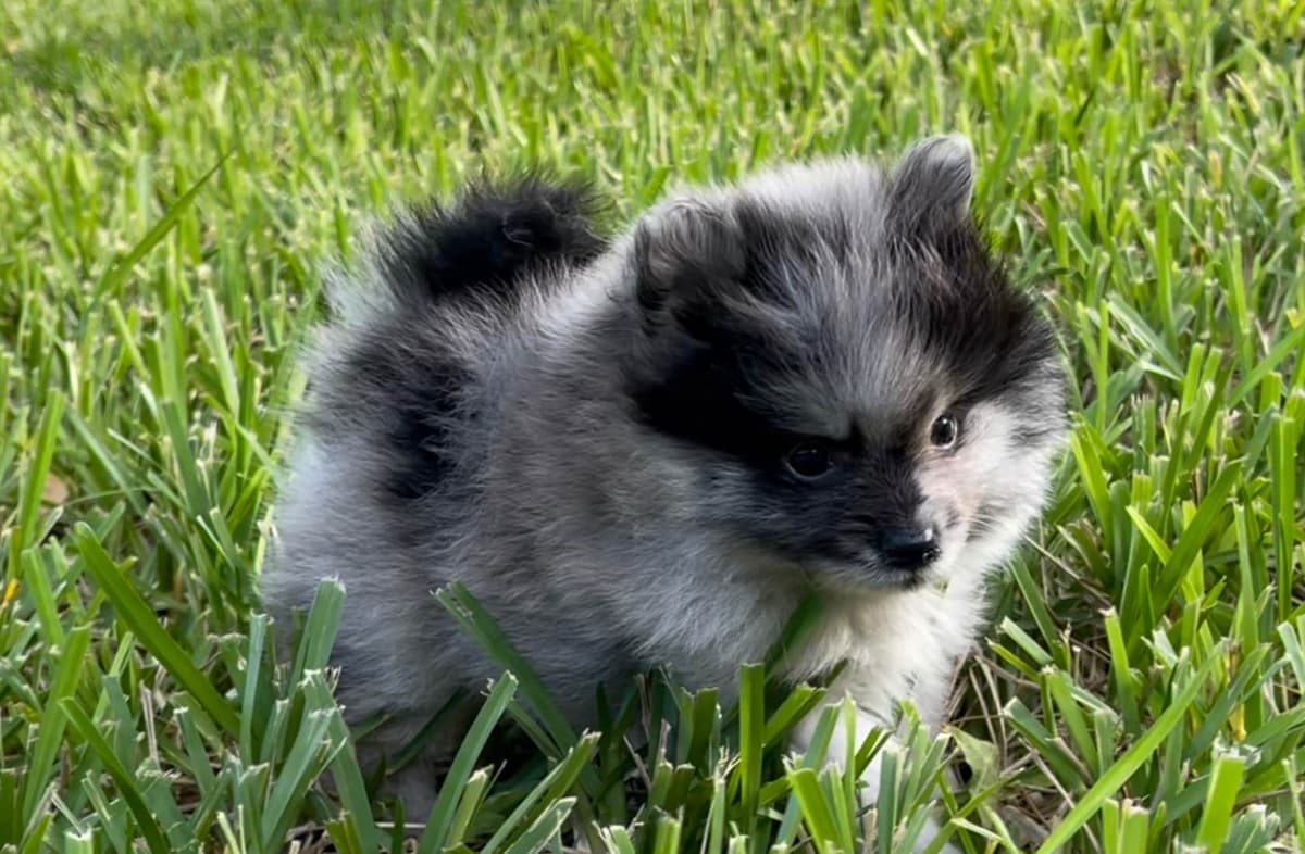 *** Stunning Pomeranian Puppies *** breeder image 1