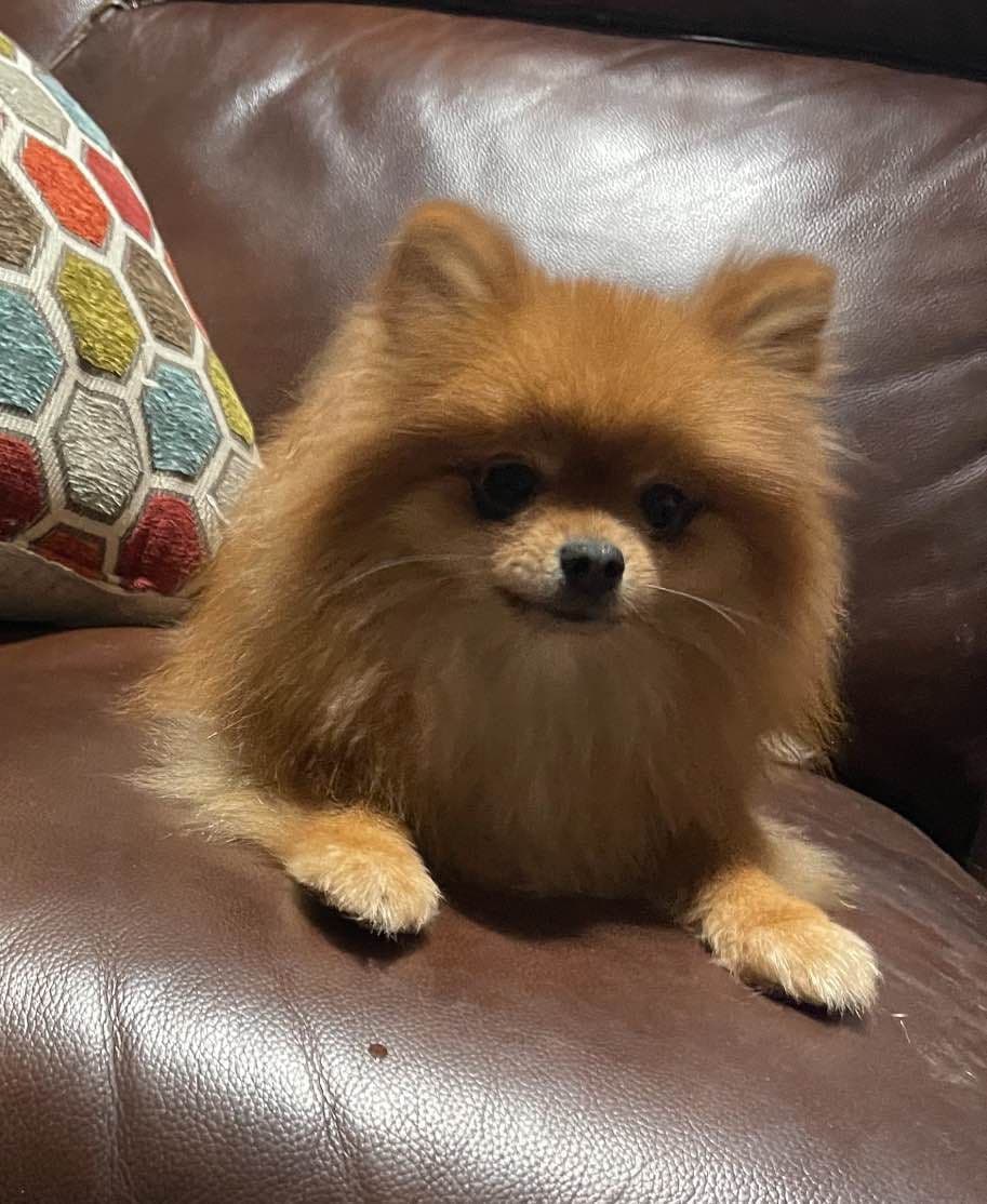 *** Stunning Pomeranian Puppies *** breeder image 7