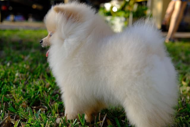 Pomeranian Puppies *** AKC Champion's Bloodlines *** $1,900 media 2