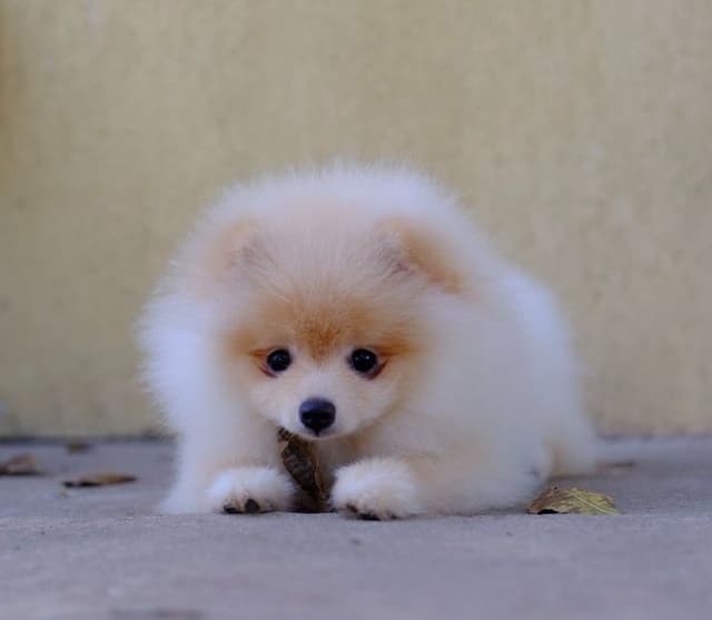 Pomeranian Puppies *** AKC Champion's Bloodlines *** $1,900 media 6