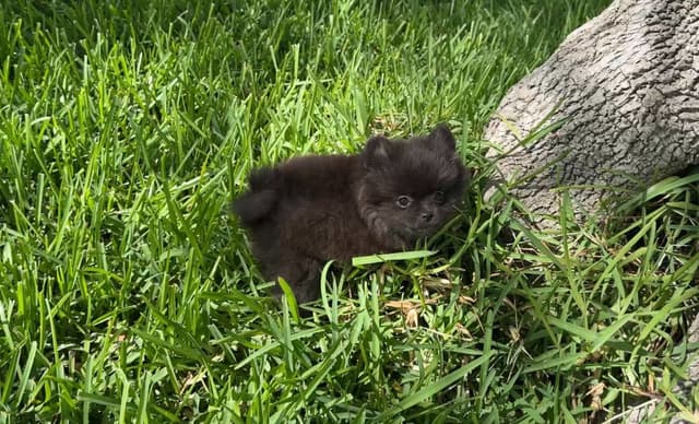 *** Stunning Pomeranian Puppies *** media 2